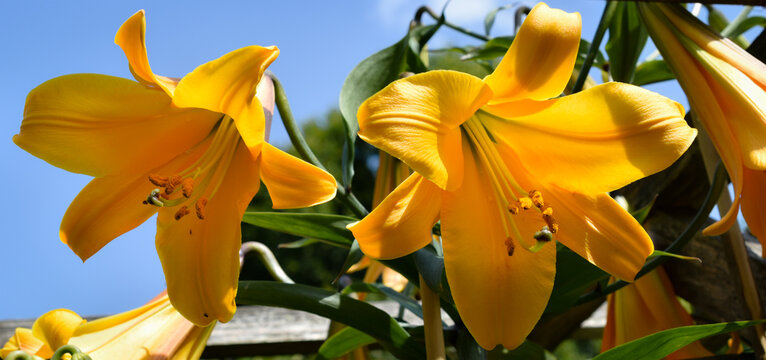 lys African Queen (jardin du ruisseau de l'&eacute;glise 2022)
