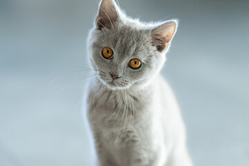 Young British cat in his home
