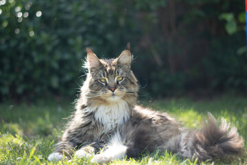 Mainecoon cat