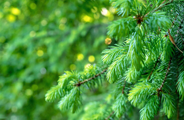 Spruce branch with fresh shoots. Evergreen pine foliage with beautiful bokeh.