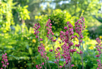 Obraz premium Heuchera (alumroot or coral bells) blossom in the summer garden.