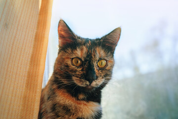 Beautiful curious cat on windowsill looks out from curtain. Cute lovely pussycat looks at camera. Sun's rays on fluffy fur of domestic pet.