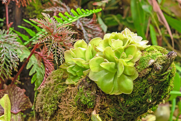 Carnivorous plant butterworts Pinguicula in a tropical greenhouse.