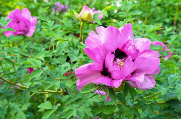 Purple Japanese peony blooms in the summer garden. Fragrant red peony.