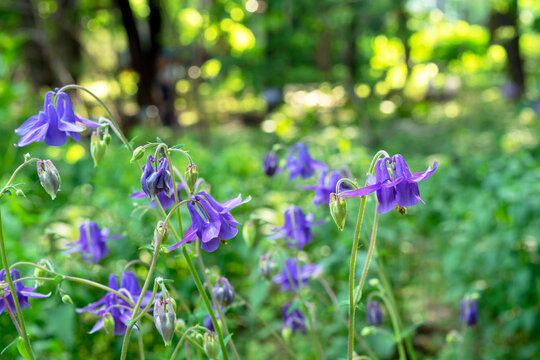 Purple flowers of Aquilegia vulgaris or European columbine bloom in the summer garden.
