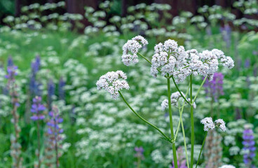 White flowers of Valerian officinalis bloom in the summer garden.