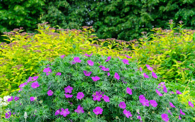 Fototapeta premium Geranium (Geranium sanguineum), also known as blood-red cranesbill, in an ornamental garden.