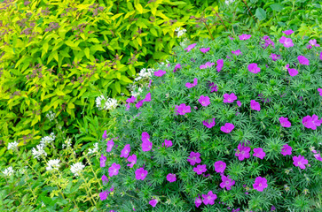 Geranium (Geranium sanguineum), also known as blood-red cranesbill, in an ornamental garden.