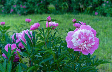 White-pink peony blooms in the summer garden. Peony officinalis (lat. Paeonia officinalis).