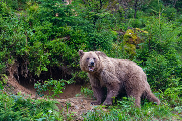 Obraz premium Wild brown bear (Ursus arctos) close up
