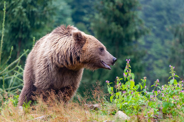 Obraz premium Wild brown bear (Ursus arctos) close up