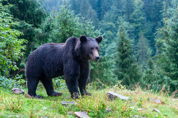 Fototapeta premium Wild brown bear (Ursus arctos) close up