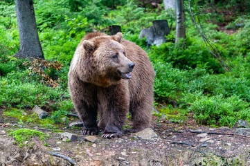 Wild brown bear (Ursus arctos) close up