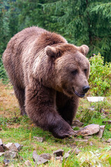 Plakat Wild brown bear (Ursus arctos) close up