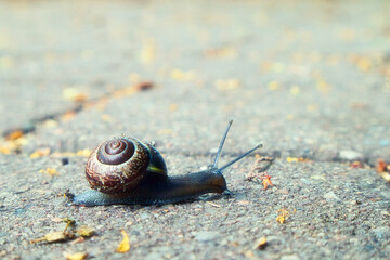 Schnecke - Slug - Snail High quality photo