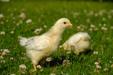 Two baby chicks on green grass
