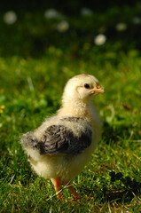 Baby chick on green grass