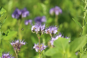 Closeup of isolated blue violet tansy (lacy phacelia tanacetifolia) flowers in green meadow - Germany