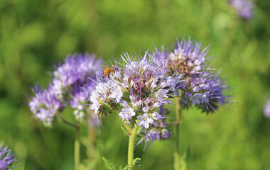 Closeup of isolated blue violet tansy (lacy phacelia tanacetifolia) flowers in green meadow - Germany