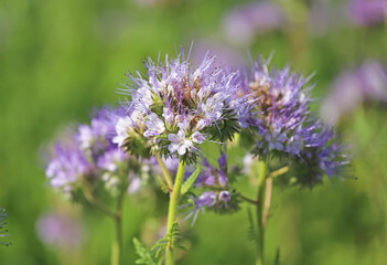 Closeup of isolated blue violet tansy (lacy phacelia tanacetifolia) flowers in green meadow - Germany