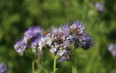 Obraz premium Closeup of isolated blue violet tansy (lacy phacelia tanacetifolia) flowers in green meadow - Germany