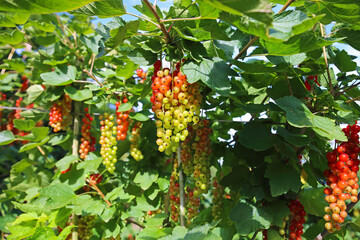 Different degrees of berries ripeness - closeup of isolated bunches unripe and almost ripe red currants (ribes rubrum) in green shrub - Germany