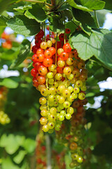 Different degrees of berries ripeness - closeup of isolated bunches unripe and almost ripe red currants (ribes rubrum) in green shrub - Germany
