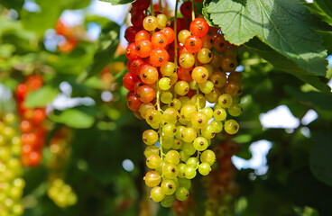 Different degrees of berries ripeness - closeup of isolated bunches unripe and almost ripe red currants (ribes rubrum) in green shrub - Germany