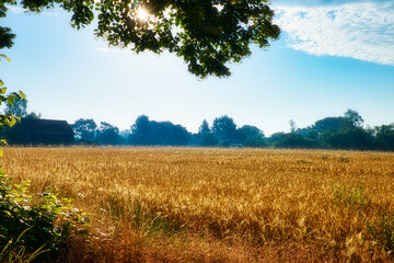 Background ripe golden wheat field with blue sky summer day, wide view. Concept agricultural...