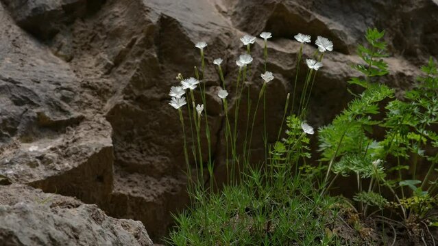 Rock Pink in natural ambient (Dianthus petraeus) - (4K)