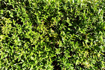  Green plant beautiful natural texture
