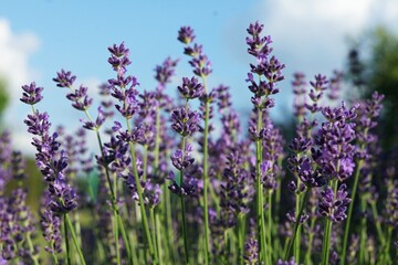 Fototapeta premium Lavenders