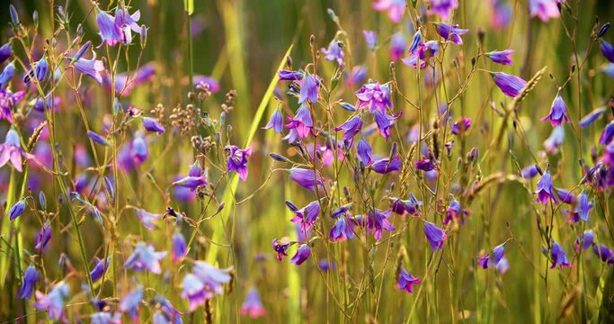 Wild flowers bluebells, lilac. Forbs through the sunset light. Campanula rotundifolia or bell flower sway in the wind. Natural background. High quality 4k footage