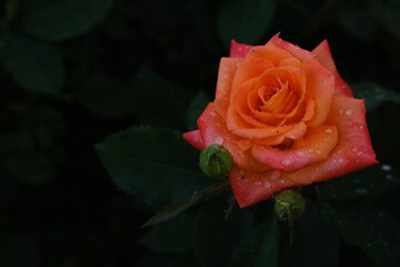 Fresh orange rose with water drops with dark green leaves blured on background