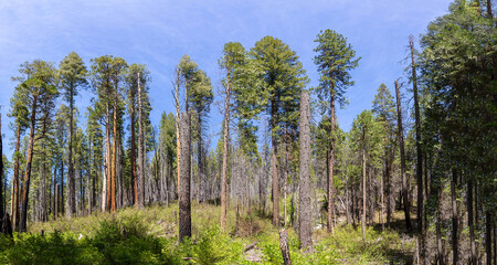 scenic sequoia trees in the yosemite national park