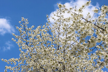 Blooming apricot tree over blue sky. Spring time