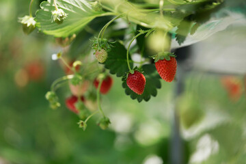 wild strawberry in the garden