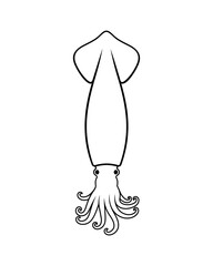 Squid outline. Isolated squid on white background