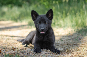 Cute black mix breed puppy in grass. Outbred dog in summer forest