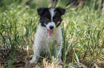 Cute black and white mix breed puppy in grass. Outbred dog in summer forest