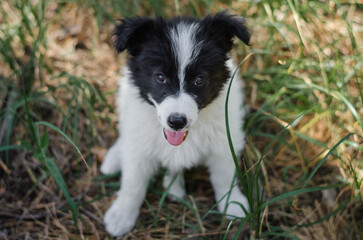 Cute black and white mix breed puppy in grass. Outbred dog in summer forest