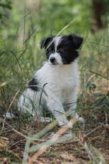 Cute black and white mix breed puppy in grass. Outbred dog in summer forest
