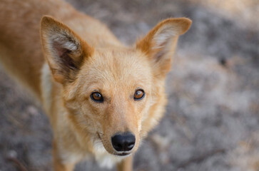 Cute red mix breed adult dog in park. Outbred dog in summer forest