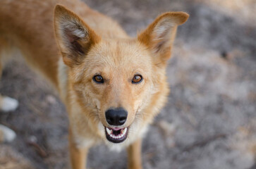 Cute red mix breed adult dog in park. Outbred dog in summer forest