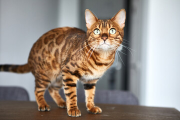 beautiful cat standing on the table and looking out the window