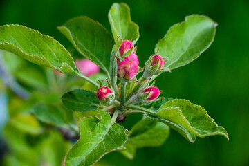 Obraz na płótnie Canvas Pink buds of unopened apple tree flowers on a branch on a sunny day against a green foliage background. Spring bloom in a garden or park