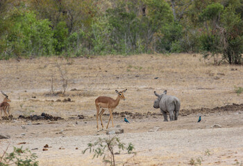 White Rhino calf, Kruger National Park, South Africa