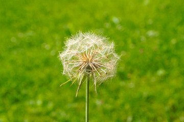 Obraz premium a huge beautiful blowball flower (Tragopogon pratensis, meadow salsify, Jack-go-to-bed-at-noongoat's beard) against the green alpine meadow in the Bavarian Alps (Allgaeu, Bavaria, Germany)