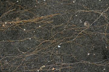 close up of bark