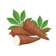 Vector illustration, cassava root (Manihot esculenta, also known as manioc) and leaves, isolated on white background, as a banner, poster or national tapioca day template. - obrazy, fototapety, plakaty